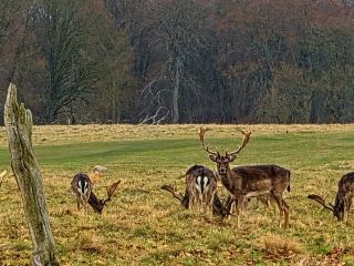 Danish Forest | Jægersborg Dyrehave Deer Park: A Thousand-Year-Old Nordic Forest for Gentle Family Picnics