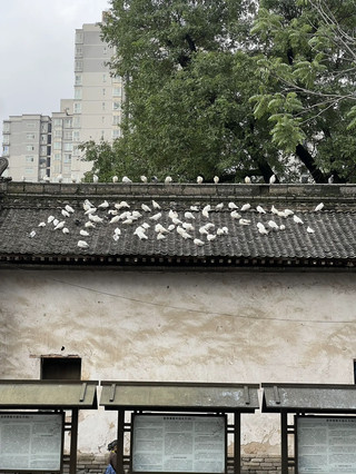 大興善寺 – 西安大興善寺。