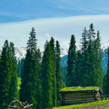 Paket Wisata Xinjiang 11 Hari dari Jakarta 13 Hutan spruce di kawasan Kanas