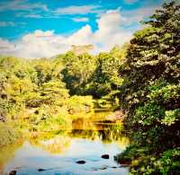 Indonesia Sumatra Bukit Lawang Mossy Orangutan Jungle Patheasytravelpost #BukitLawang #GunungLeuser