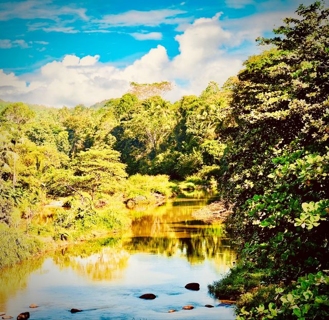 Indonesia Sumatra Bukit Lawang Mossy Orangutan Jungle Patheasytravelpost #BukitLawang #GunungLeuser