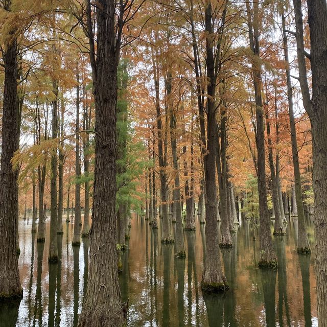 Water forest in Shanghai!