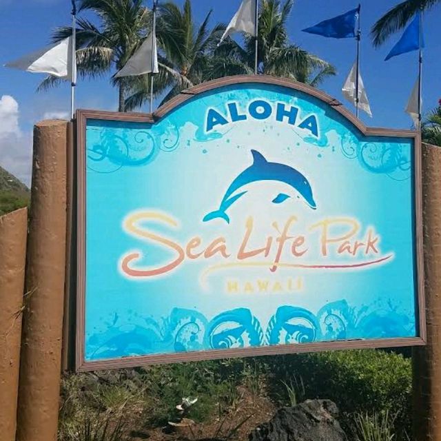 和魚類一起浮潛
