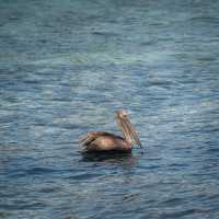 Birdwatching @ Dolphin Cove Ocho Rios