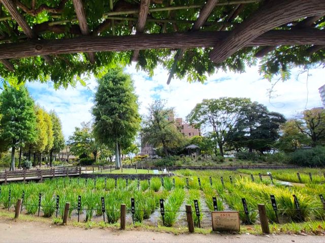 昭和沼公園