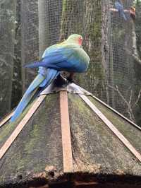 Birds of a feather @ Parque Nacional Das Aves: Foz Do Iguaçu