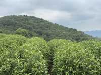Tea picking in Ningbo  🌱