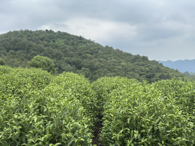 Tea picking in Ningbo  🌱