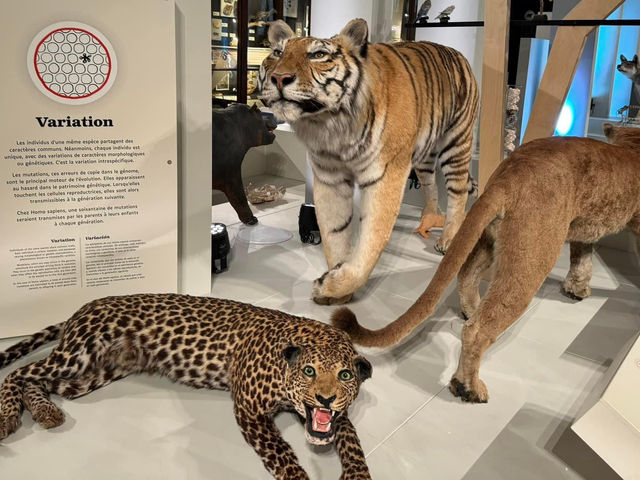 Natural History Museum of Marseille 🗺️