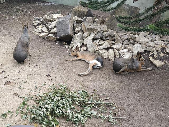 Zoo Hluboká 🦒🦏