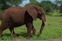 3 days Tanzania sharing safari 