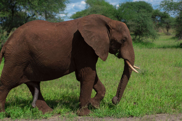 3 days Tanzania sharing safari 