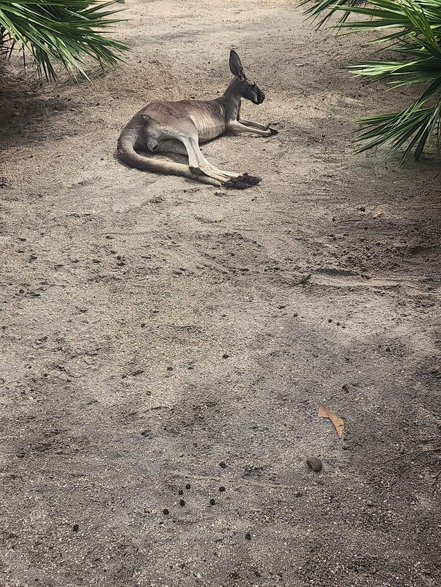 Brevard Zoo 🇺🇸