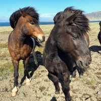 Riding tiny horses in Iceland 🗺️