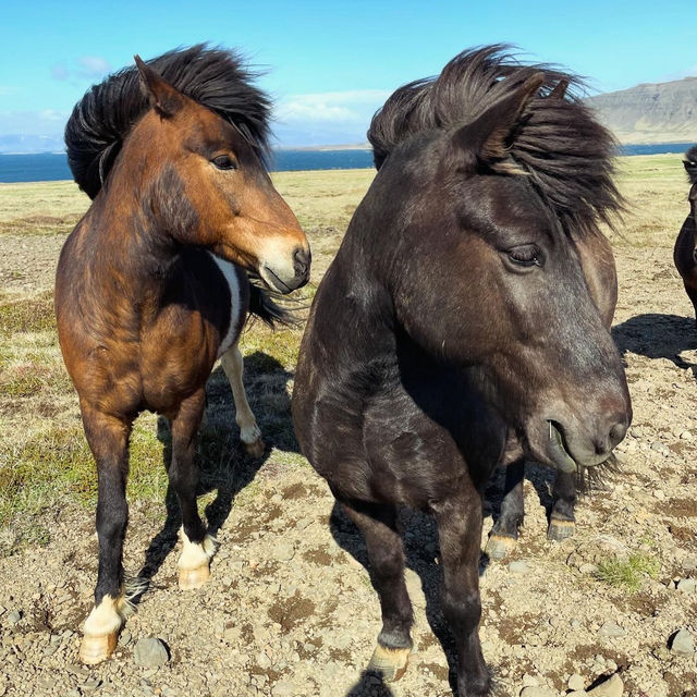 Riding tiny horses in Iceland 🗺️