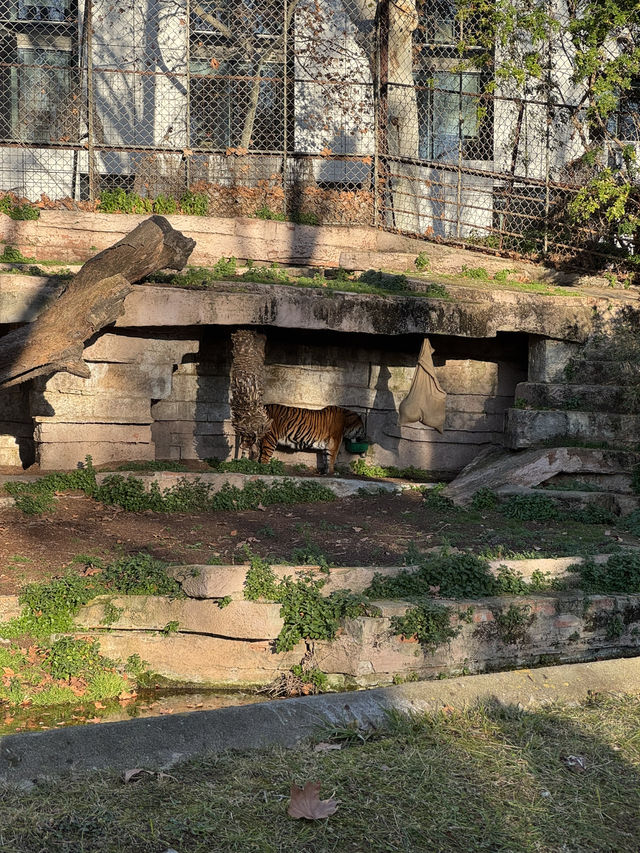 Safari Serenity at Barcelona Zoo! 🦩