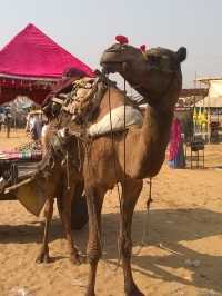 Pushkar Camel Fair – A Vibrant Spectacle in Rajasthan