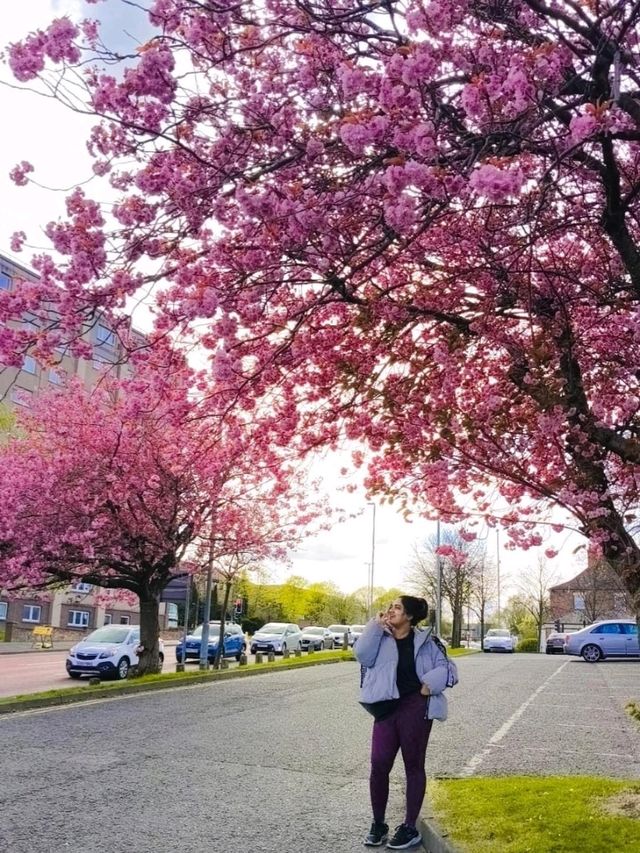 April summer blossoms in Newcastle 