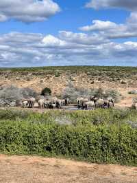 Addo Elephant National Park – Where Giants Roam Free 🐘