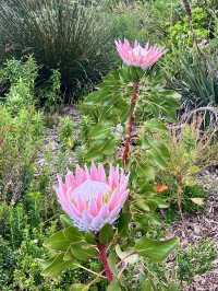 Kirstenbosch Gardens – Nature’s Masterpiece at Table Mountain’s Base 🌷