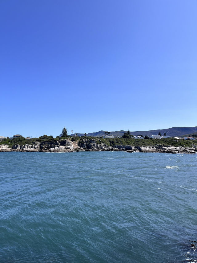Hermanus Bay Whale Watching – Front-Row Seat to Ocean Giants 🐋