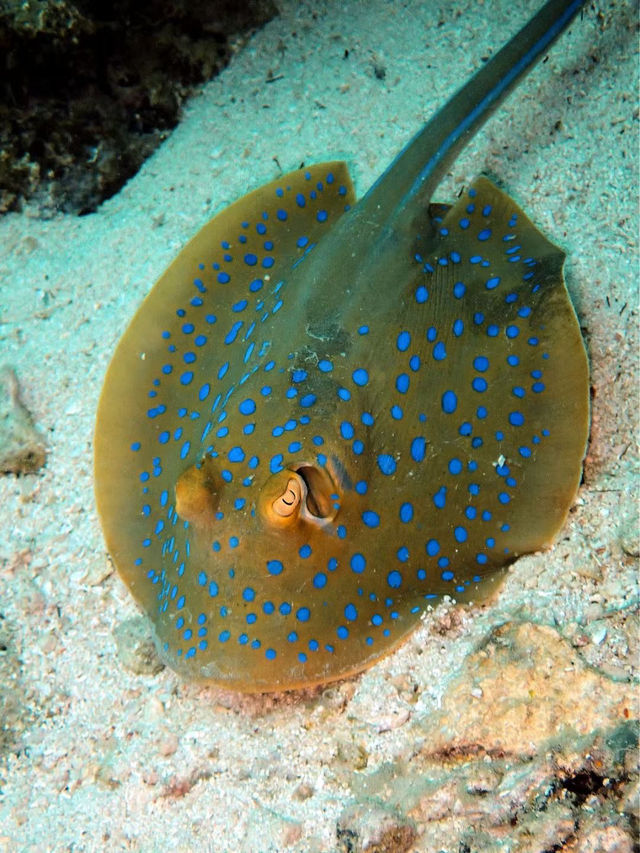 #malaysia#semporna#manulwaterbungalows#scubadiving#turtles#stingray