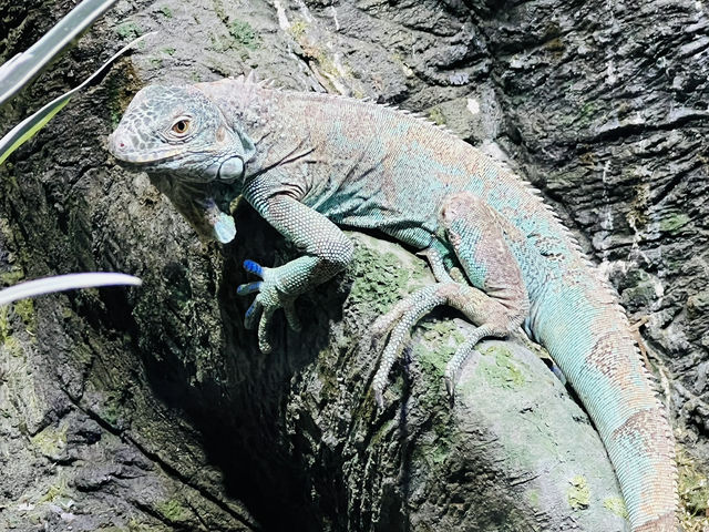 Reptiland Bucharest, Over 40 Species of Reptiles 🦎🐍