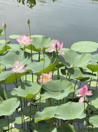 Где посмотреть цветение лотосов в России