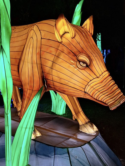 At Christmas, Phoenix Zoo becomes a nighttime celebration of light
