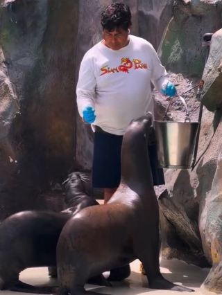 #siampark #tenerife #sealions 