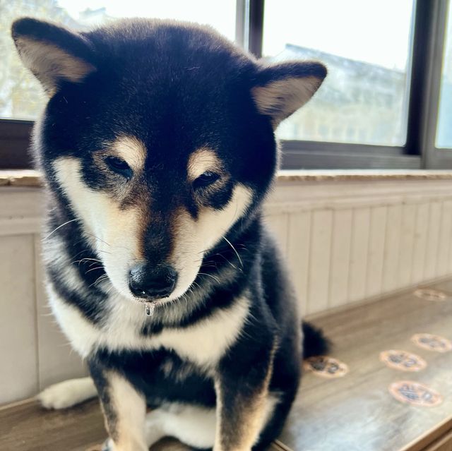 【蘇州】ひたすら癒される柴犬カフェ
