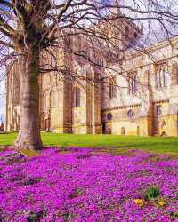 Colorful spring 🍀 - Yorkshire