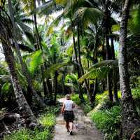 Coconut Forest 🌴 
