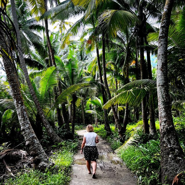 Coconut Forest 🌴 