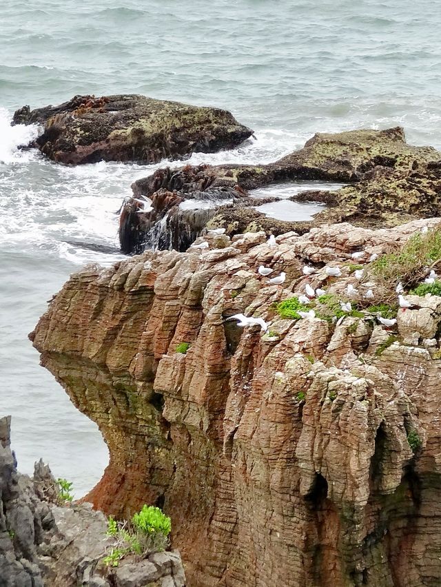 新西蘭南島：格雷茅斯/千層薄餅岩