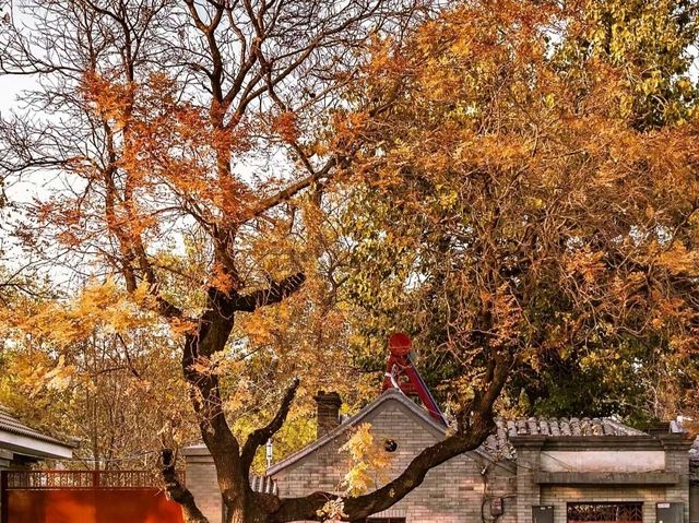 接下來的北京，是老舍筆下的北平之秋
