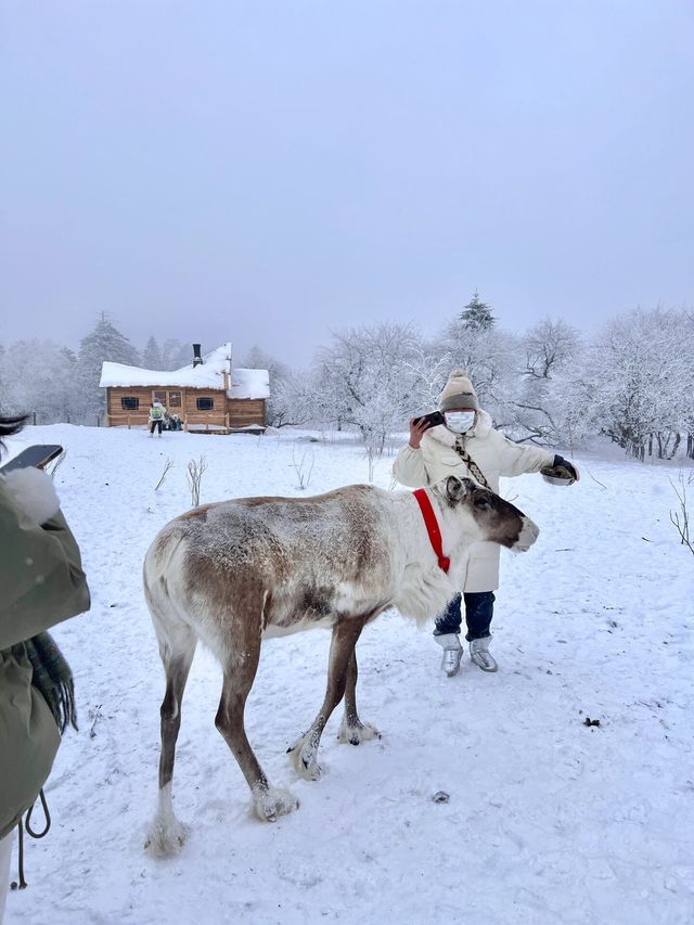 長白山雪嶺闖入童話世界看麋鹿live圖