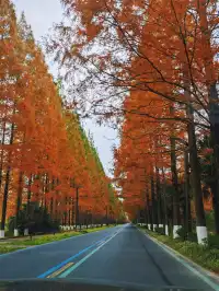 人生建議！12月一定要看的童話森林！