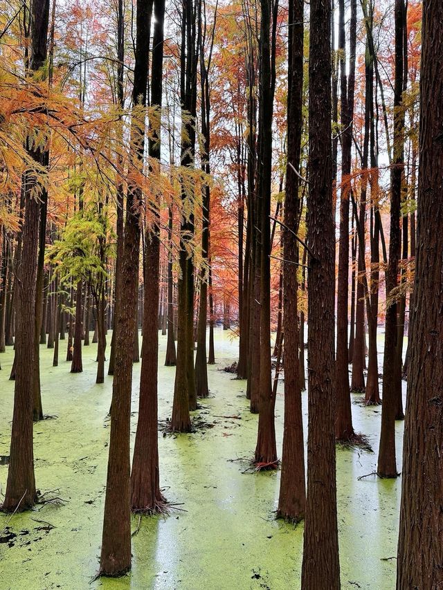 杭州青山湖/絕美水杉紅，抹茶綠，真的美出天際！