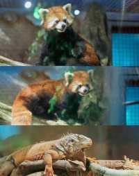 江蘇浙江上海動物園天花板--南通森林野生動物園