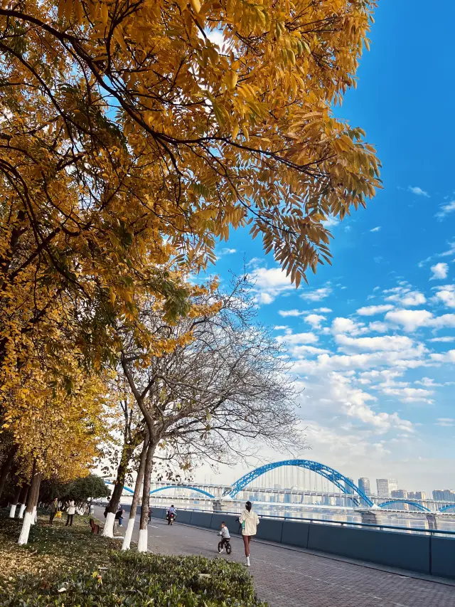 The winter in Hangzhou | The sustained high temperature has created a beautiful scenery~