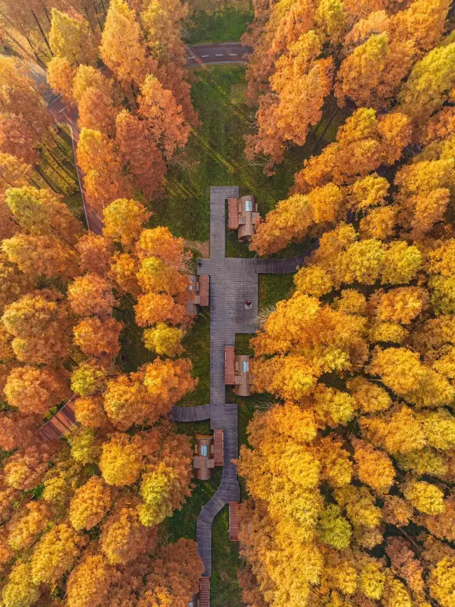 If you miss the most beautiful Metasequoia forest in Jiangsu, you'll have to wait another year