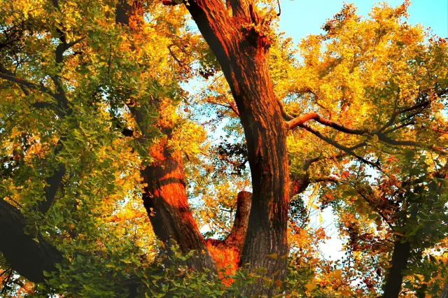 Ginkgo biloba over a thousand years|Shanghai Ginkgo King (984)