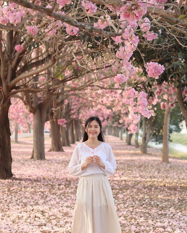 ชมพูพันธุ์ทิพย์กำแพงแสน 🌸✨🫶🏻🌸