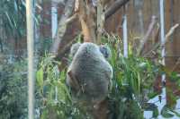 南京紅山動物園旅遊攻略