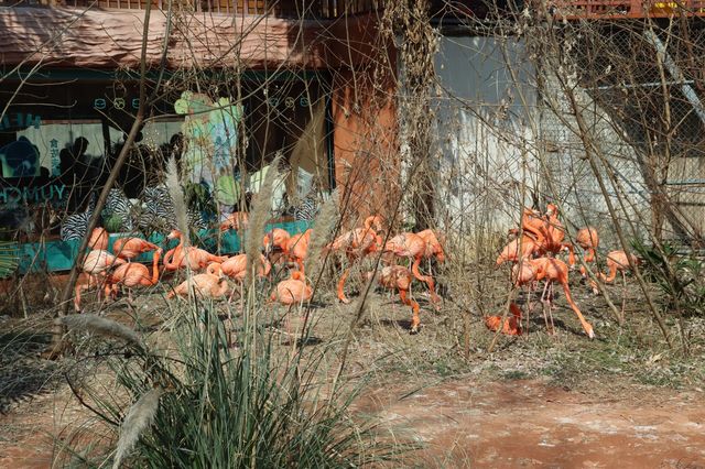 南京紅山動物園旅遊攻略