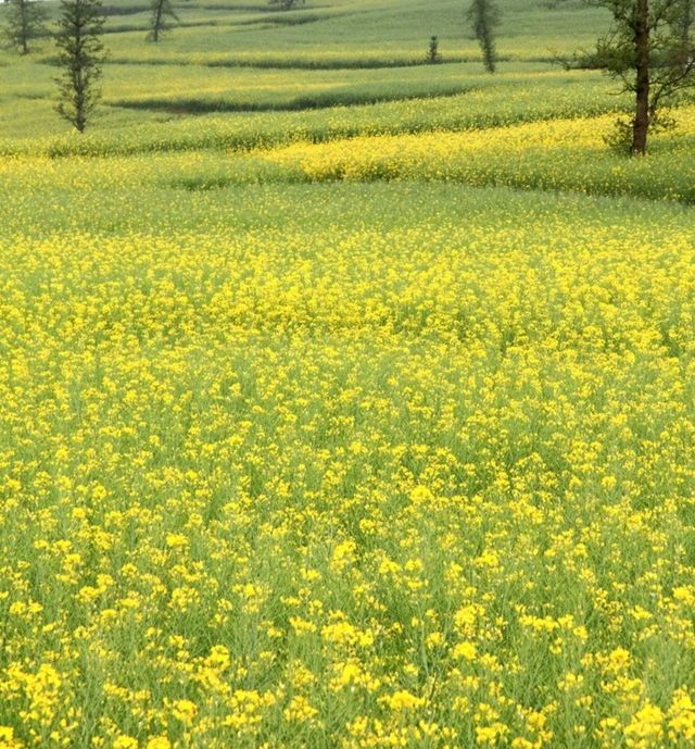 雲南羅平油菜花