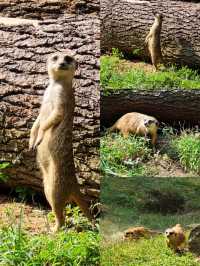 南京｜紅山森林動物園