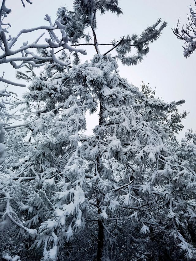 你想知道的都在這明月山