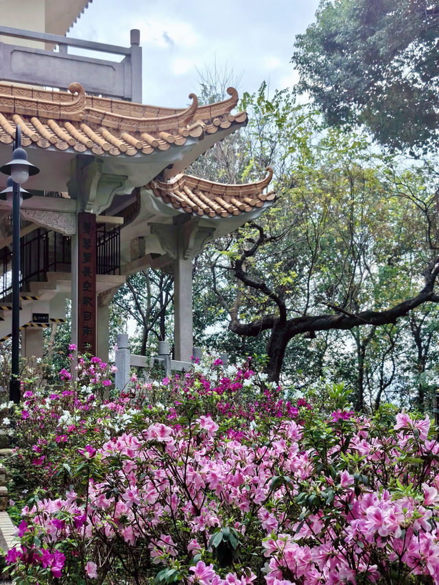 廣州春日限定的這條花路，我先走了